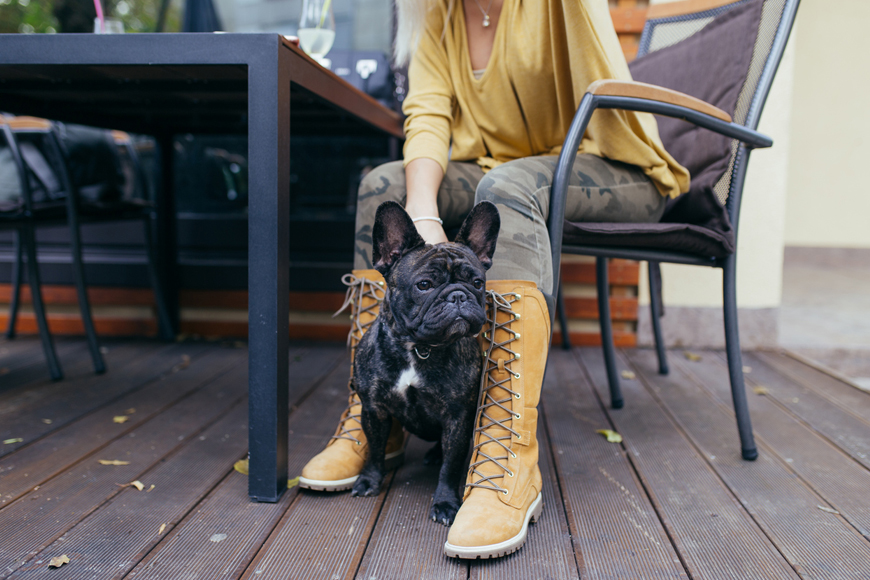 Dog-Friendly Cafes and Restaurants in Dubai Dog-Friendly Cafes and Restaurants in Dubai
